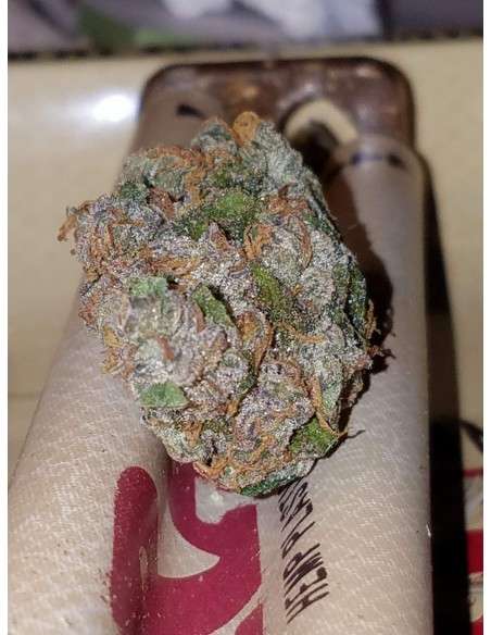 FASTBUDS - Girl Scout Cookies Auto - 7