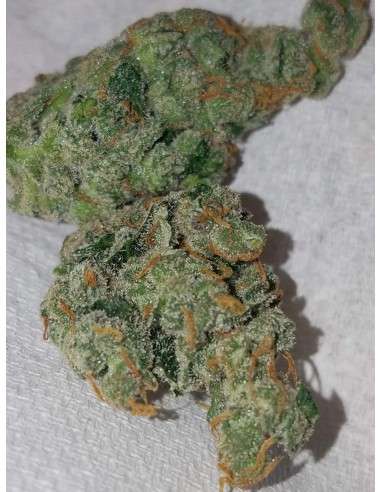 FASTBUDS - Girl Scout Cookies Auto - 8