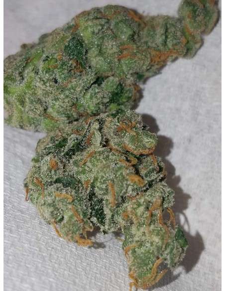 FASTBUDS - Girl Scout Cookies Auto - 8