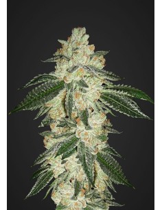 FASTBUDS - Green Crack Auto - 1