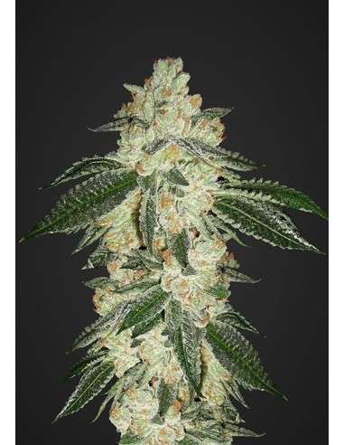 FASTBUDS - Green Crack Auto - 1