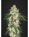 FASTBUDS - Green Crack Auto - 1