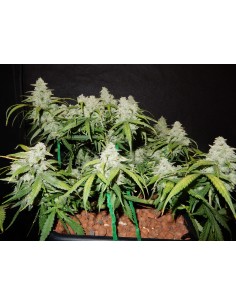 FASTBUDS - Green Crack Auto - 1 2