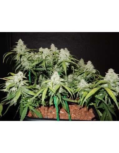 FASTBUDS - Green Crack Auto - 2