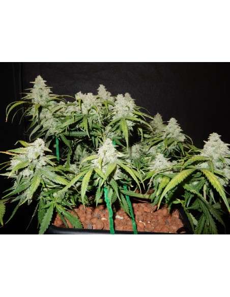 FASTBUDS - Green Crack Auto - 2