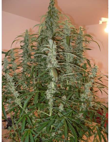 FASTBUDS - Green Crack Auto - 3