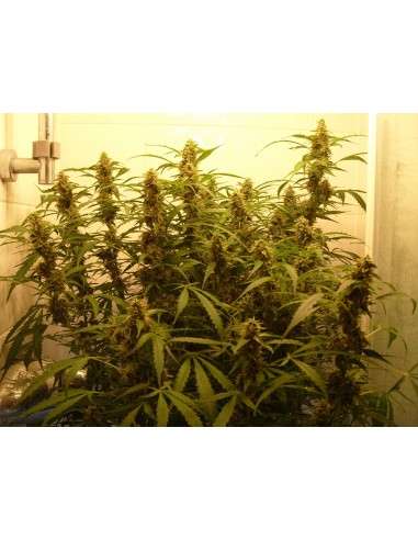 FASTBUDS - Green Crack Auto - 4