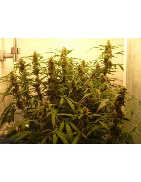 FASTBUDS - Green Crack Auto - 4