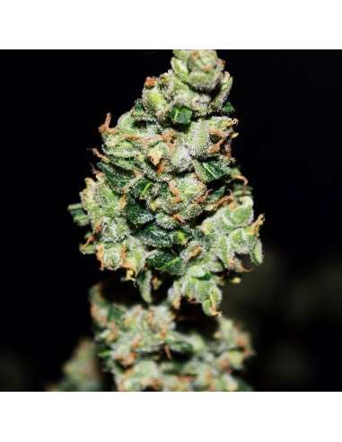 FASTBUDS - Green Crack Auto - 5
