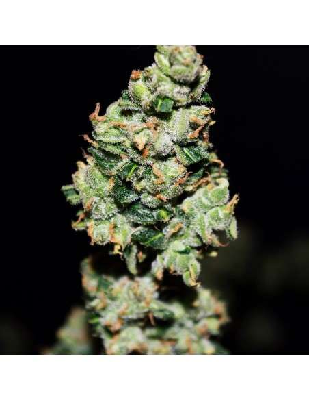 FASTBUDS - Green Crack Auto - 5
