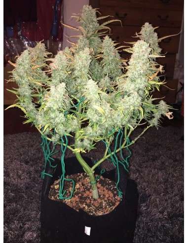 FASTBUDS - Green Crack Auto - 6