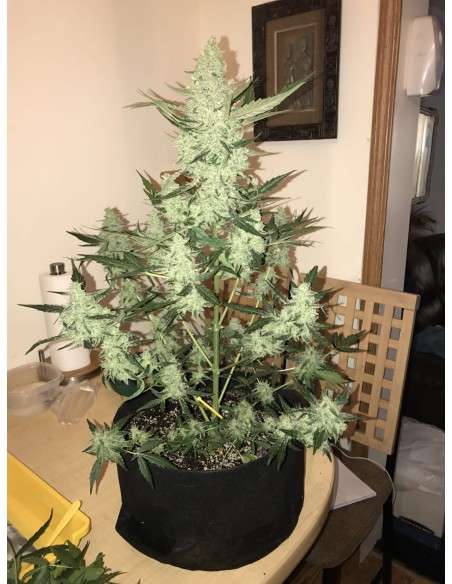 FASTBUDS - Green Crack Auto - 7