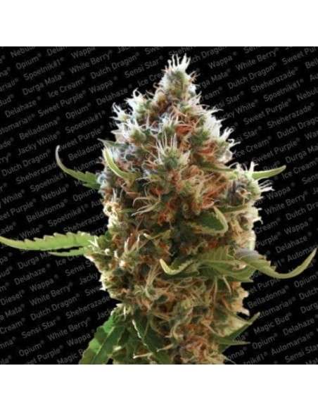 PARADISE SEEDS - Lucid Bolt - 3