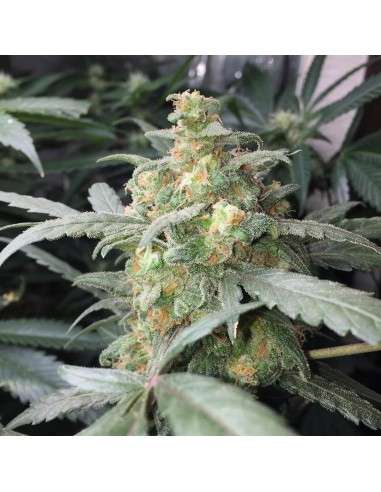 FASTBUDS - Green Crack Auto - 8