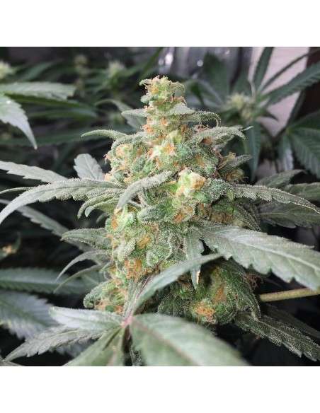 FASTBUDS - Green Crack Auto - 8