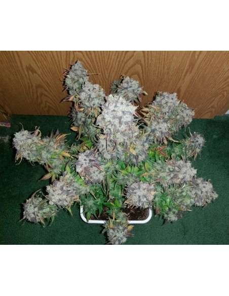 FASTBUDS - Green Crack Auto - 9
