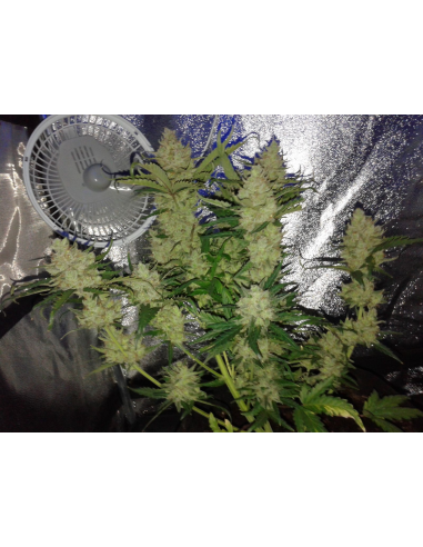 FASTBUDS - Green Crack Auto - 10