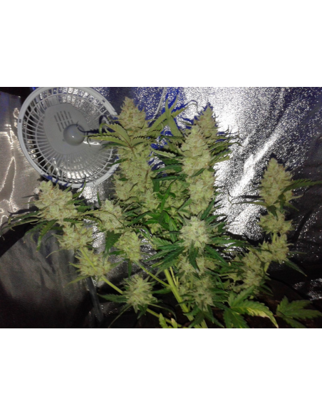 FASTBUDS - Green Crack Auto - 10