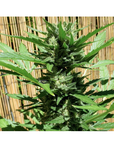 FASTBUDS - Green Crack Auto - 11