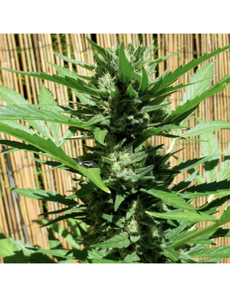 FASTBUDS - Green Crack Auto - 11