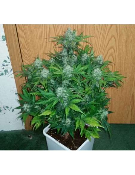 FASTBUDS - Green Crack Auto - 12