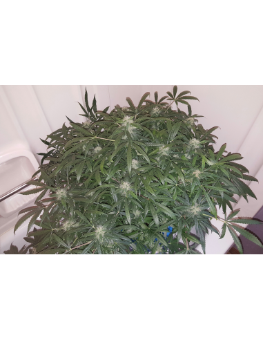 FASTBUDS - Green Crack Auto - 13