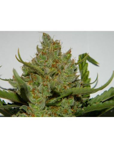 FASTBUDS - Green Crack Auto - 14
