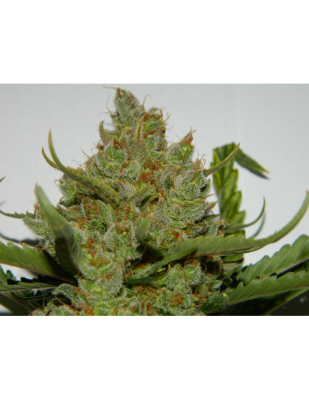 FASTBUDS - Green Crack Auto - 14
