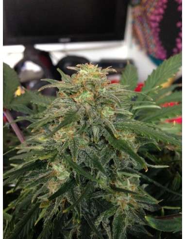 FASTBUDS - Green Crack Auto - 15