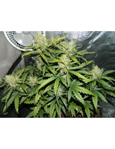 FASTBUDS - Green Crack Auto - 16
