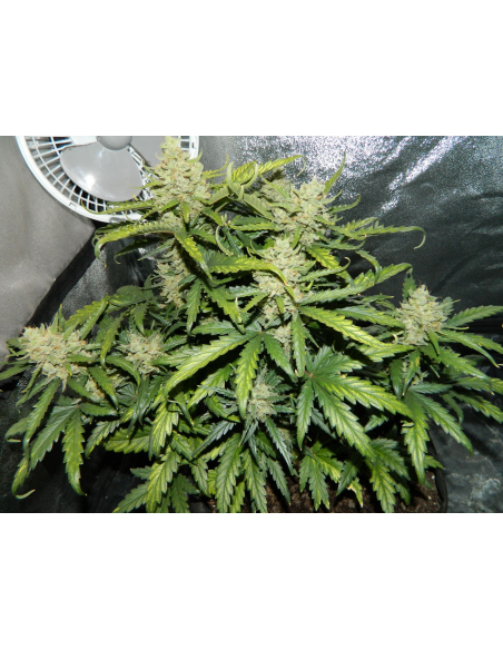 FASTBUDS - Green Crack Auto - 16