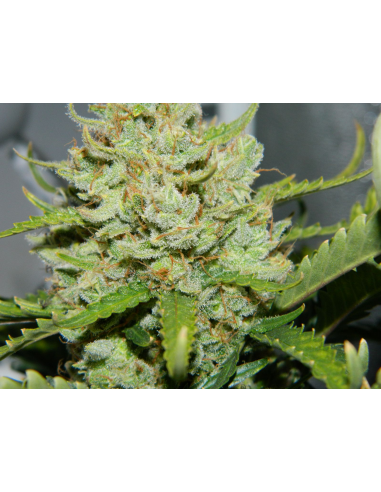 FASTBUDS - Green Crack Auto - 17