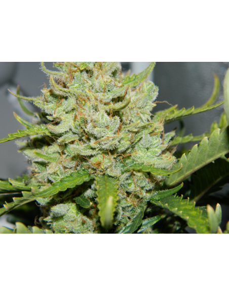 FASTBUDS - Green Crack Auto - 17