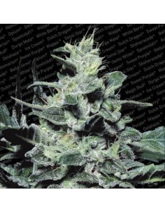PARADISE SEEDS - Nebula - 1