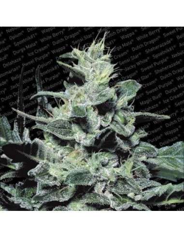 PARADISE SEEDS - Nebula - 1