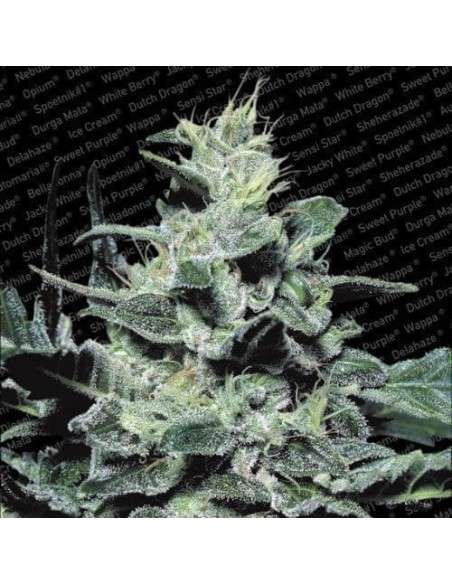 PARADISE SEEDS - Nebula - 1
