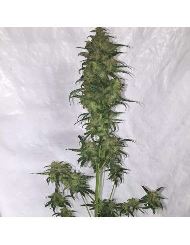 FASTBUDS - Green Crack Auto - 18