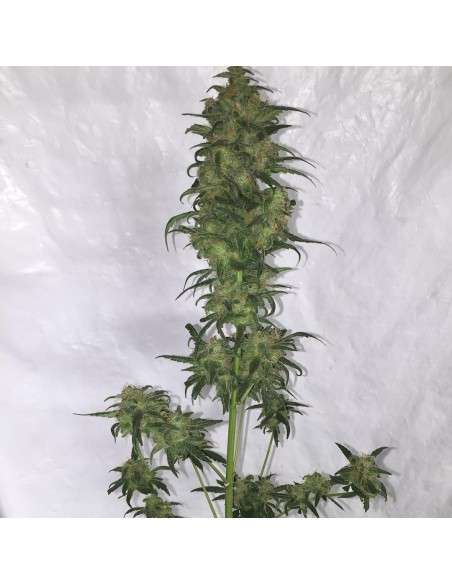 FASTBUDS - Green Crack Auto - 18