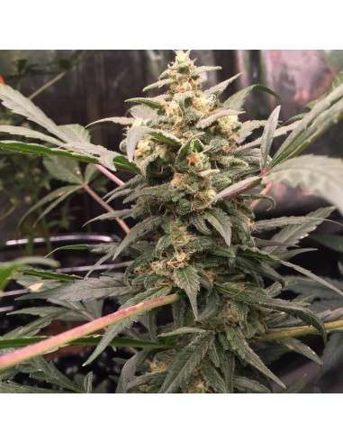 FASTBUDS - Green Crack Auto - 19