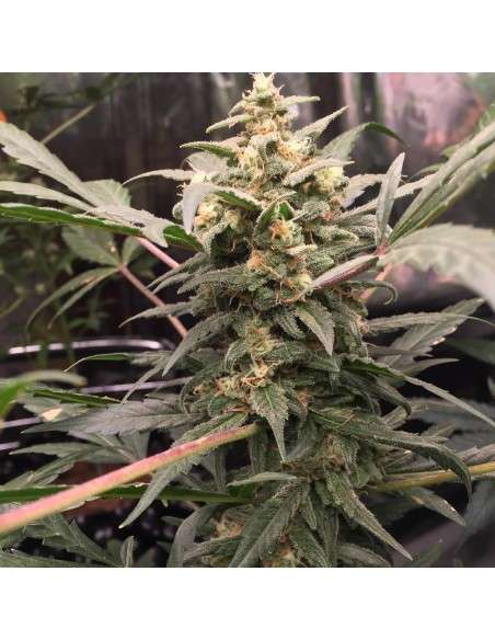 FASTBUDS - Green Crack Auto - 19