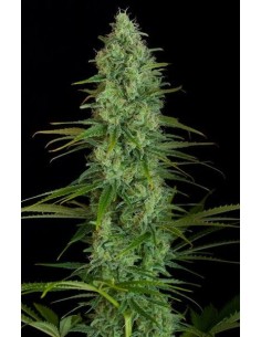 Critical Jack - 1