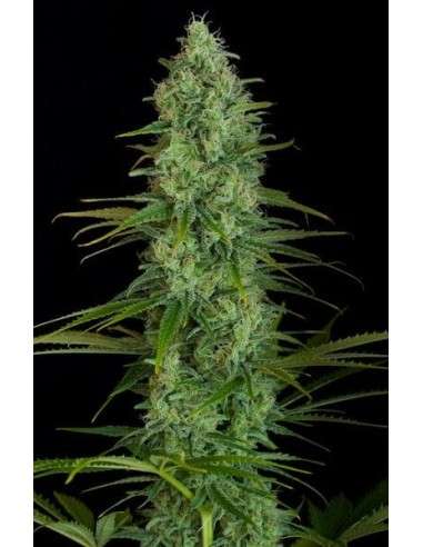 Critical Jack - 1