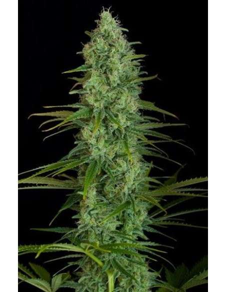 Critical Jack - 1
