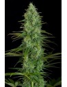 Critical Jack - 1