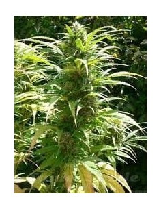 Durban Poison - 1
