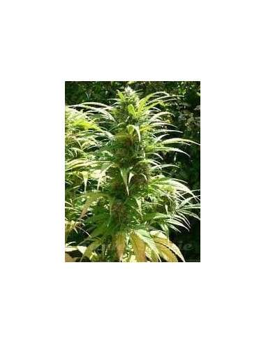 Durban Poison - 1