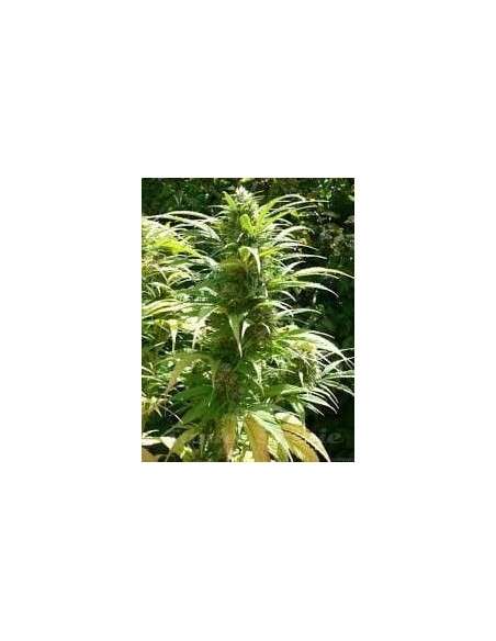 Durban Poison - 1