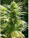 Durban Poison - 1