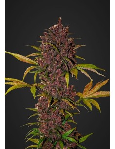 FASTBUDS - LSD-25 Auto - 1