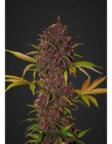 FASTBUDS - LSD-25 Auto - 1